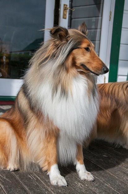 Puppy vrouwelijk ruw gecoat zwart en sable raszuivere stamboom lassie collie rechtop zitten