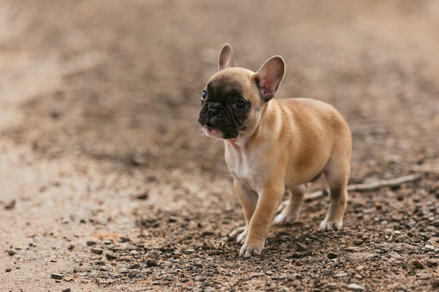 Photo puppy walking on footpath