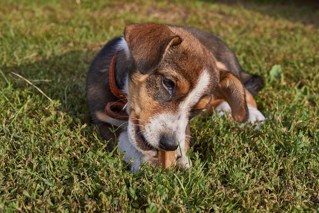 子犬は家の庭を歩き回り、写真のポーズをとります。