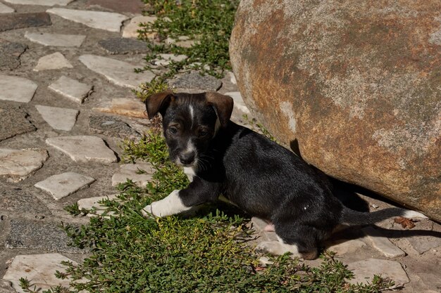 The puppy walks in the courtyard of the house and basks in the rays of the autumn sun.