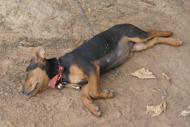 子犬は木につながれていた