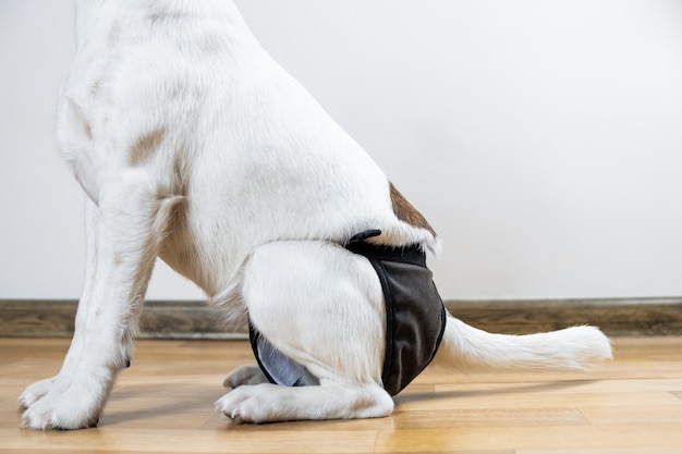 Puppy in washable diaper sits on the floor, close-up view. Back of a smooth fox terrier dog in washable diaper sitting in a room.