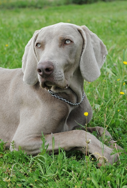 Foto puppy weimaraner hond