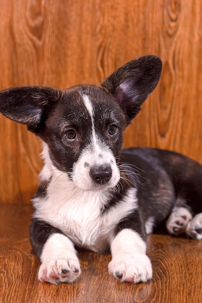 Puppy Welsh Corgi Pembroke Cute purebred dog Animal themes