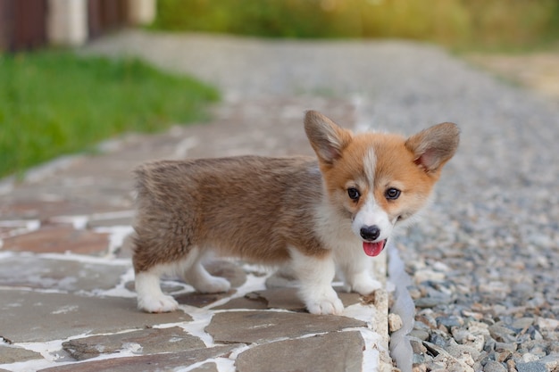 여름에 강아지 웨일스 어 Corgi 트랙 산책