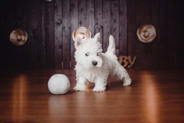 Photo puppy west highland white terrier in dark interior with beautiful lights at background