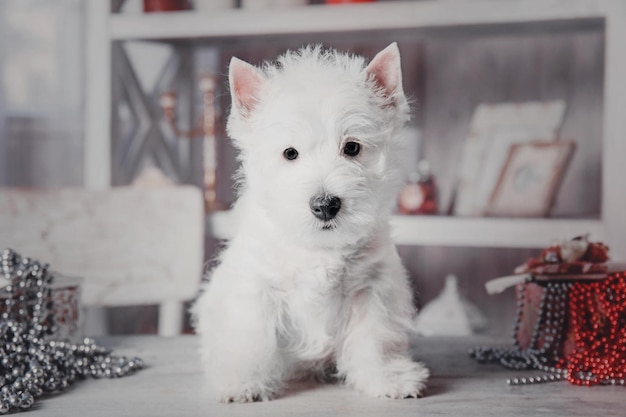 Puppy West Highland White Terrier dog