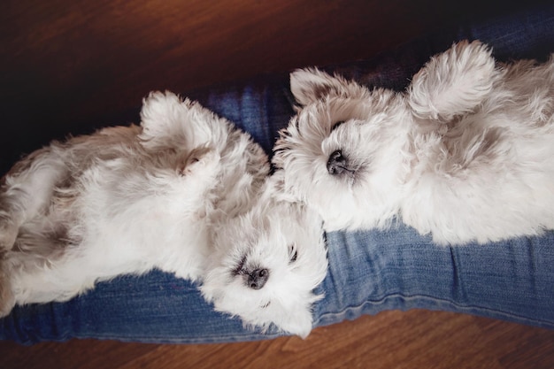 Photo puppy west highland white terrier dog