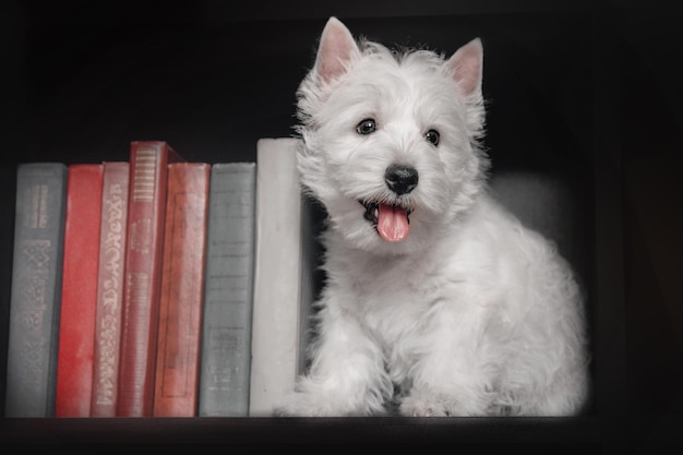 Puppy West Highland White Terrier sitting at the  bookshelf