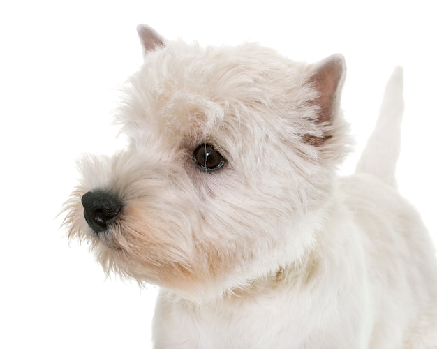 puppy west highland white terrier