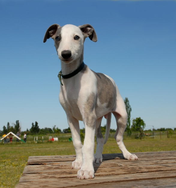 Puppy whippet