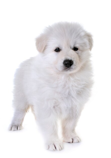 Photo puppy white swiss shepherd dog