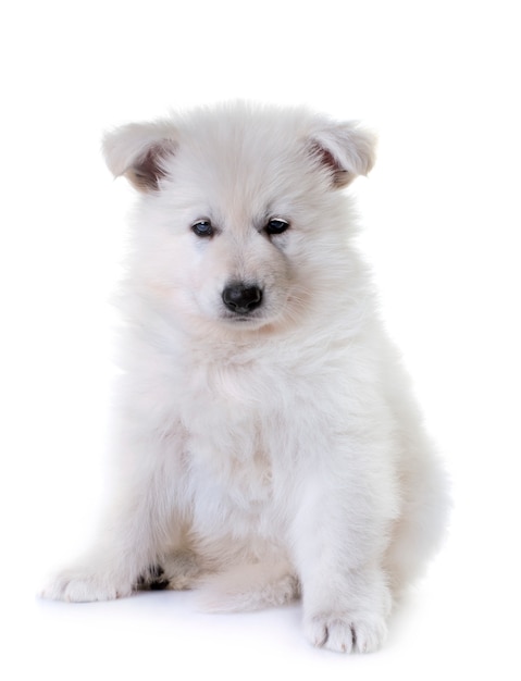 puppy White Swiss Shepherd Dog