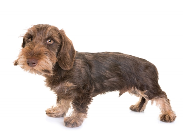 puppy Wire-haired Dachshund