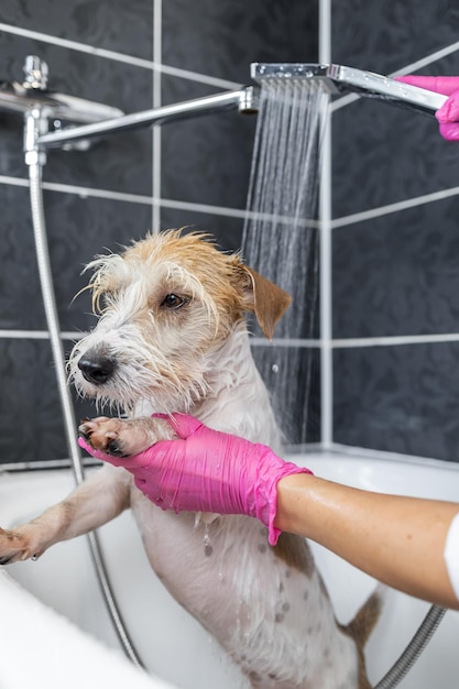 Puppy wirehaired jack russell terrier takes a shower a girl in\
pink gloves pours water from a watering can on a dog in a white\
bath