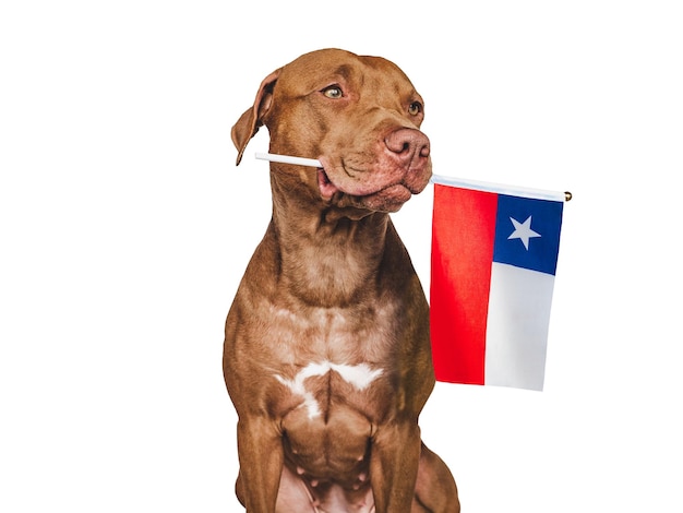 チリの国旗を持った子犬