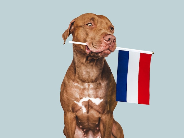 Puppy with the national flag of the Netherlands