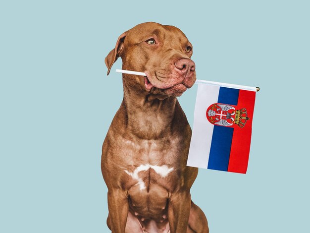 Puppy with the national flag of Serbia