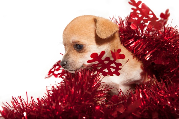 Foto cucciolo con decorazione natalizia rossa