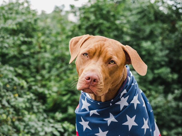 Cucciolo con bandiera usa