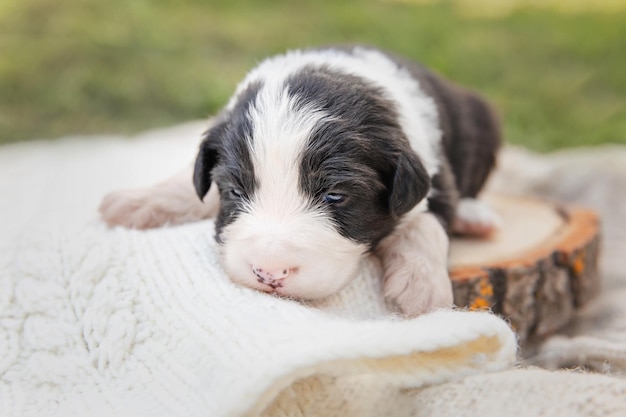 顔に白い斑点がある子犬