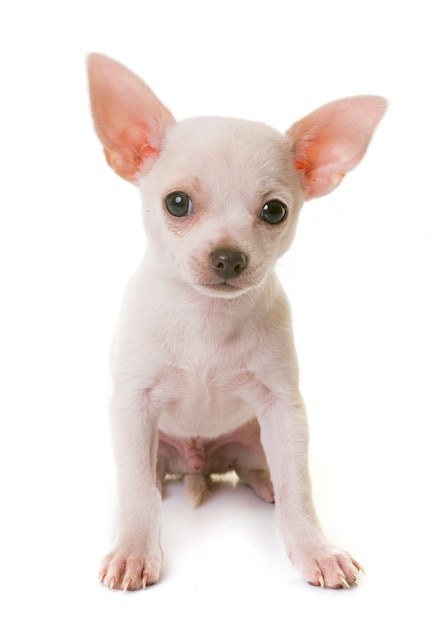 puppy witte chihuahua