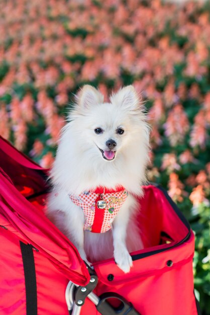 Puppy witte hond, dier en huisdier in de tuin