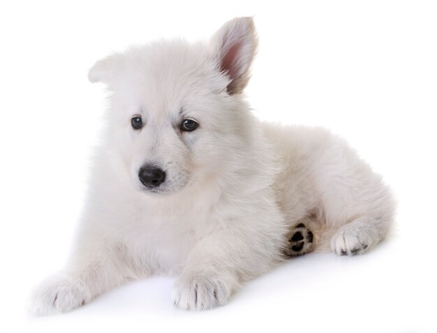 puppy Witte Zwitserse herdershond