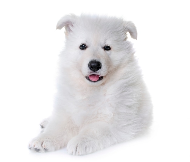 puppy Witte Zwitserse herdershond