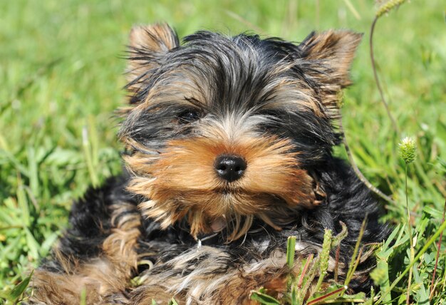 Photo puppy yorkshire terrier