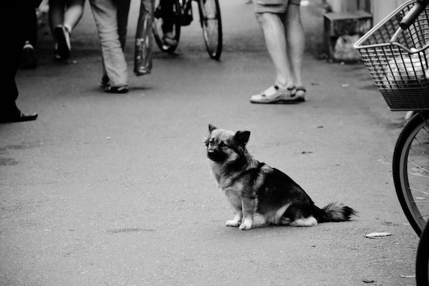 Foto puppy zit op straat.