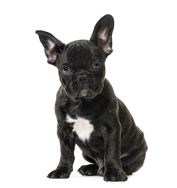 Puppy Zwarte Franse bulldog zitten, geïsoleerd op wit