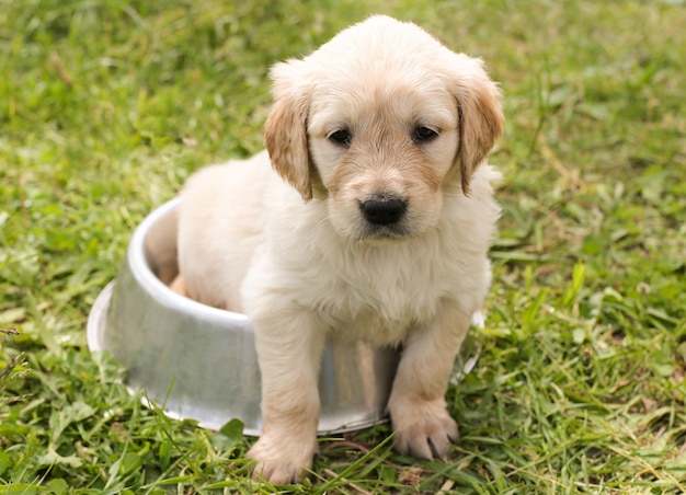 Foto un cucciolo