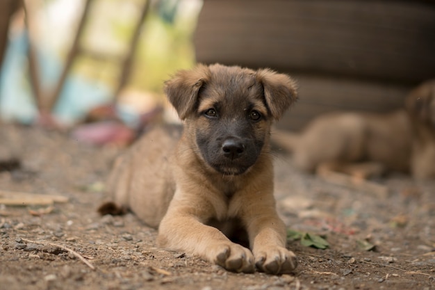 子犬