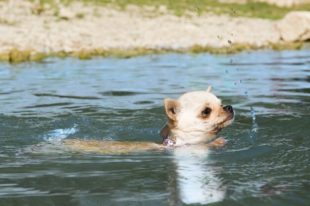 Puppychihuahua in de rivier