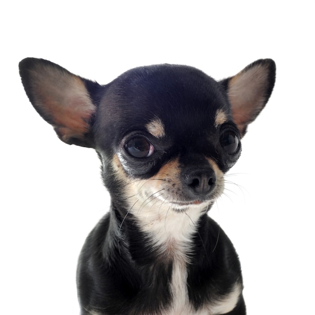 Puppychihuahua op whitw