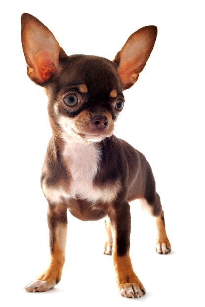 Puppychihuahua op wit