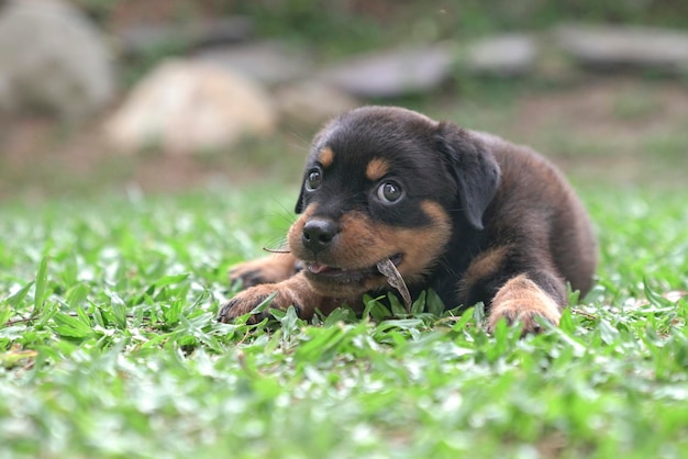 Puppyhond die op droge bladeren kauwt en op gras zit