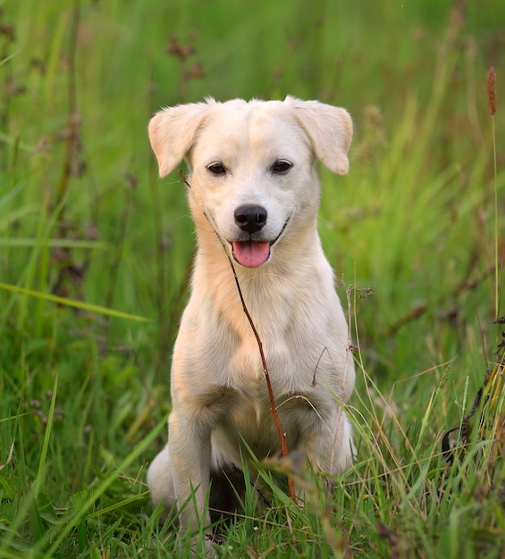 Puppyhond in groen weidegras