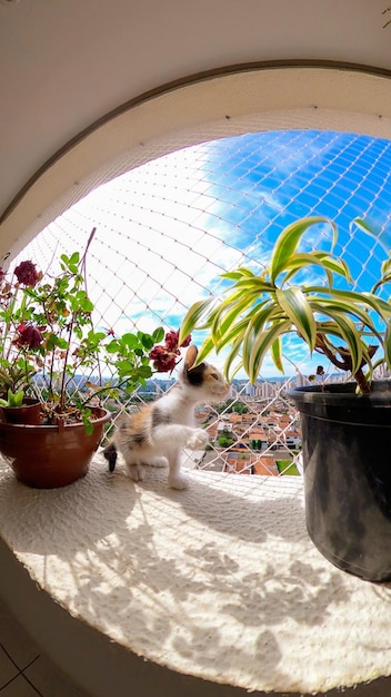 Puppykat op gebloemd balkonflat naast bloemen bij een blauwe zonnige dag