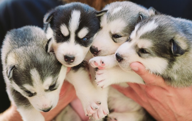 Pups siberische husky. nesthonden in handen van de fokker. kleine puppy's.