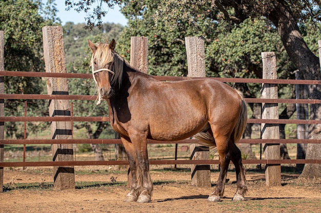 写真 カメラを見て厩舎で純血種の馬