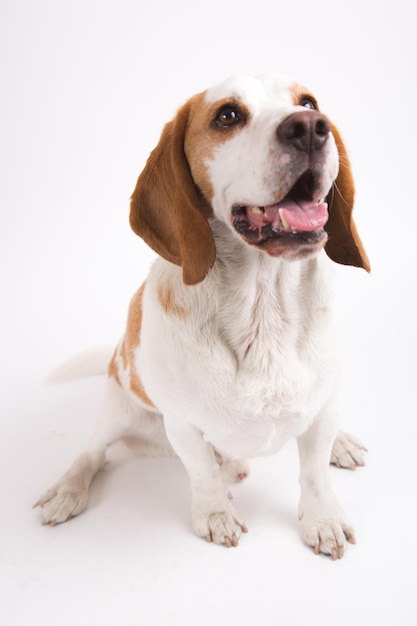 Pure breed grown up adult beagle dog men best friend smiling