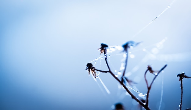 Pure dew drops on dried flowers