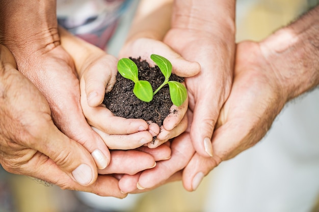 Pure green plant with soil in human hands on background