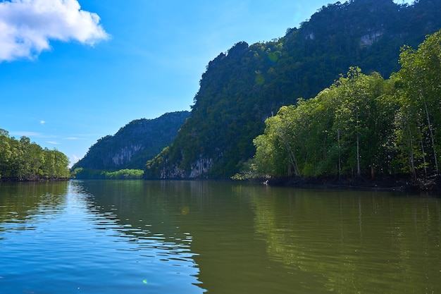 Река ландшафта чистой природы среди мангровых лесов.