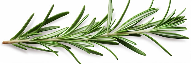 Photo pure rosemary essence