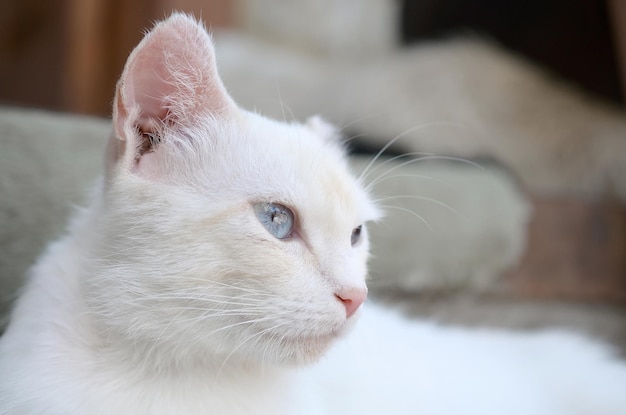 Pure white cat with turquoise blue eyes and pink defective ears