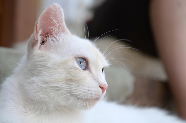 Pure white cat with turquoise blue eyes and pink defective ears