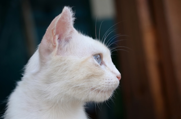 Pure white cat with turquoise blue eyes and pink defective ears